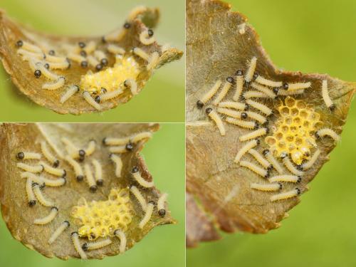 Aporia crataegi